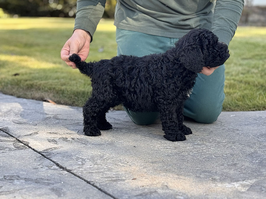 Male puppies from the Zeus and Supreme litter