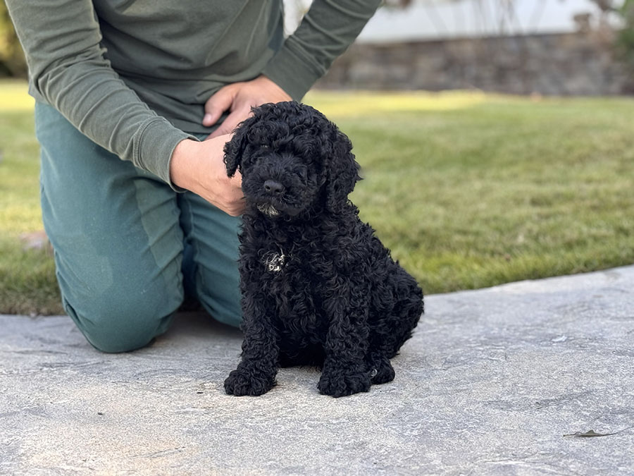 Male puppies from the Zeus and Supreme litter