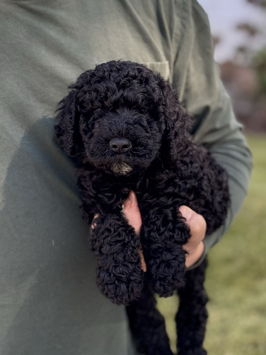 Male puppies from the Zeus and Supreme litter