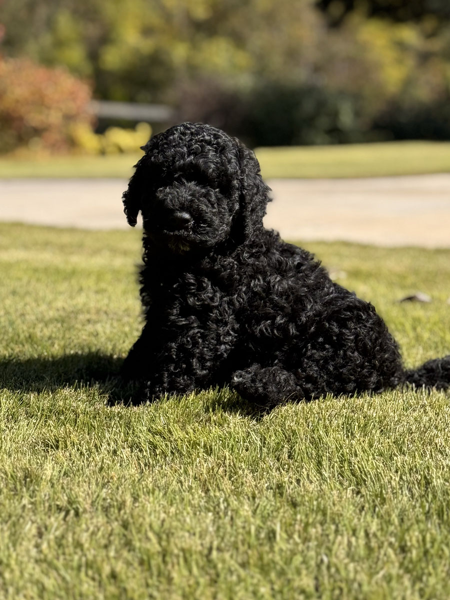 Male puppies from the Zeus and Supreme litter
