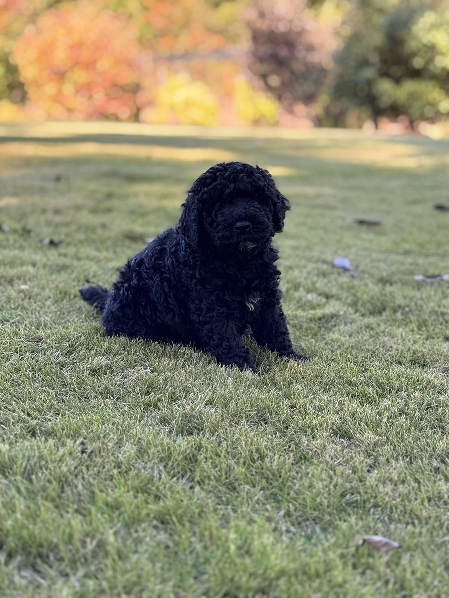 Male puppies from the Zeus and Supreme litter