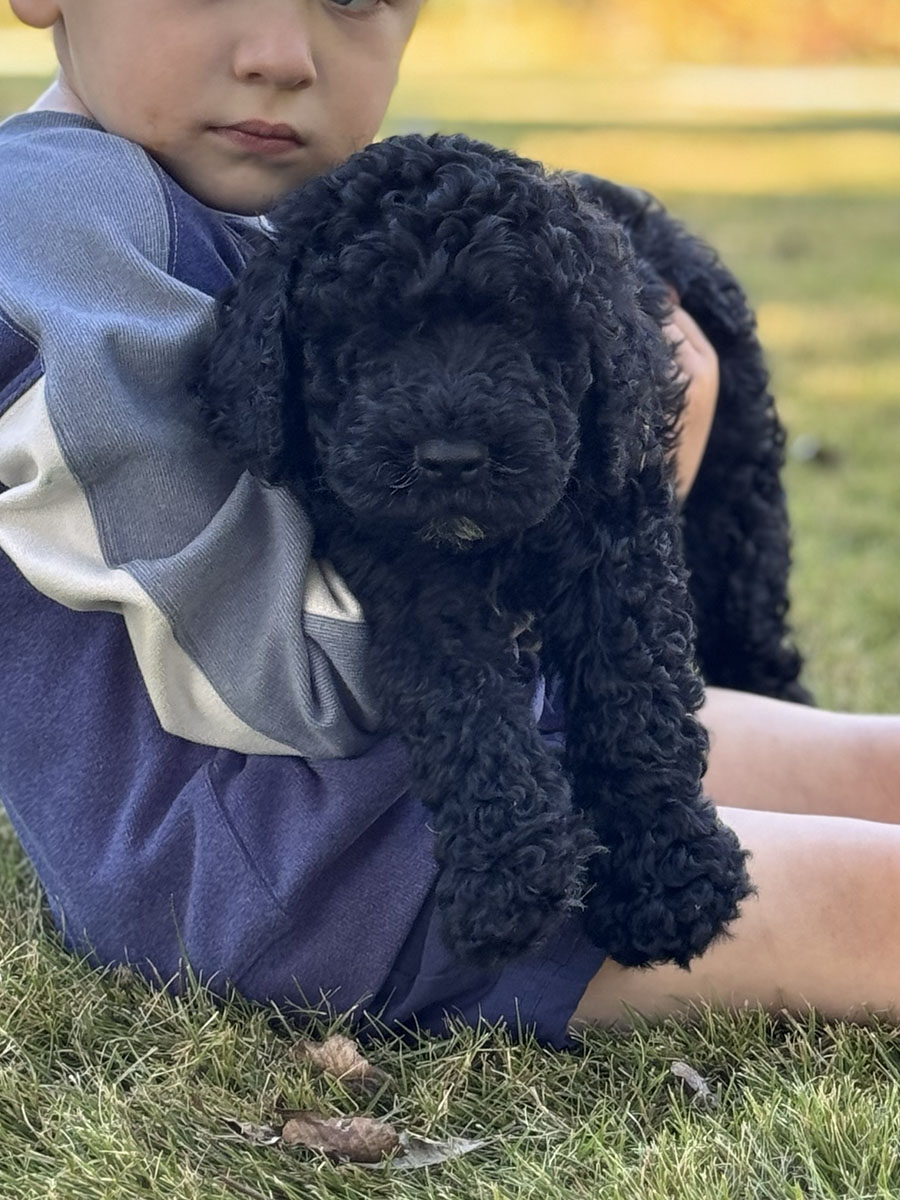 Male puppies from the Zeus and Supreme litter