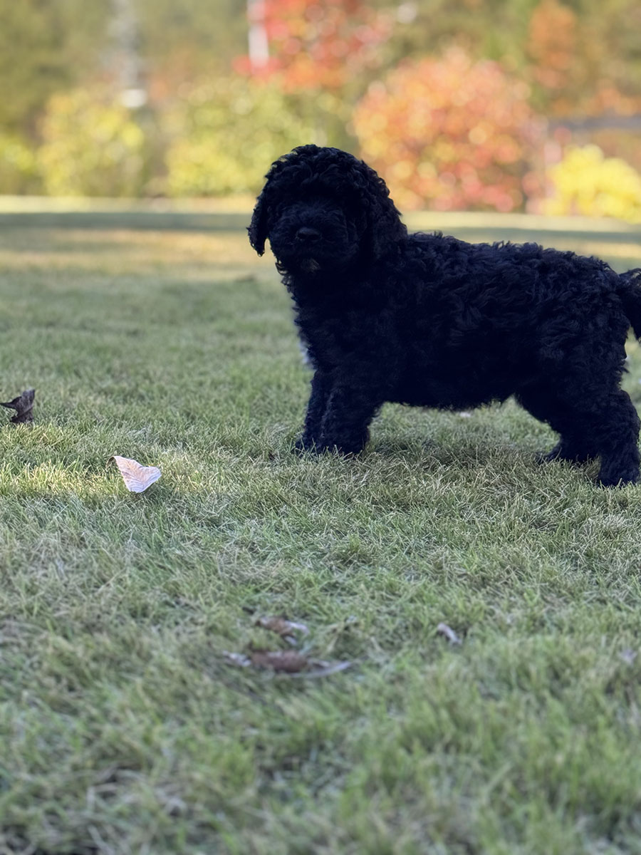 Male puppies from the Zeus and Supreme litter