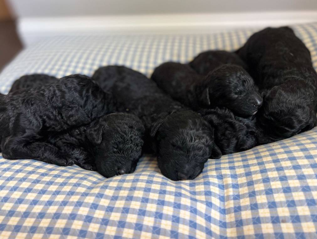 Pinnacle Dogs Home | Pinnacle Barbet Sporting Dogs | North Georgia Area